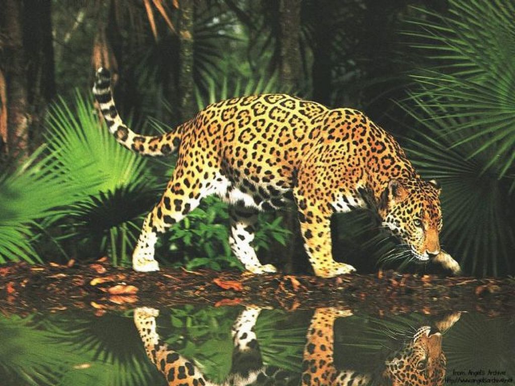 CACHORROS Y ANIMALES - Página 21 Leopardo-1